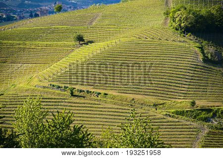 View Of The Langa Vineyards
