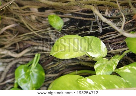 Plant epipremnum scindapsus , close up view
