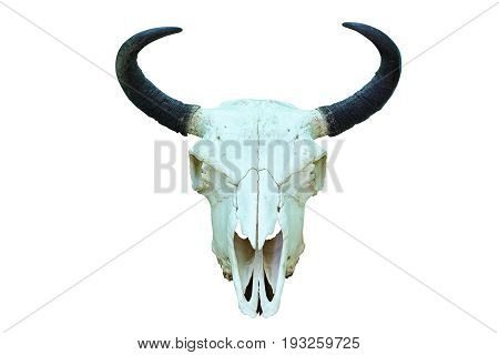 european bison skull hunting trophy isolated over white background ( Bison bonasus )