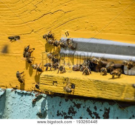 Bees Fly At The Entrance To The Hive. Tray Of The Hive. Hole Entrance To The Hive.
