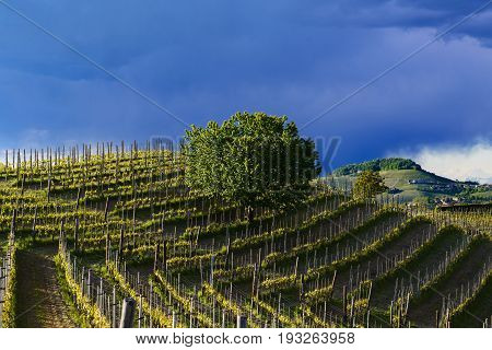 View Over The Vineyards And Langa Hills During A Thunderstorm