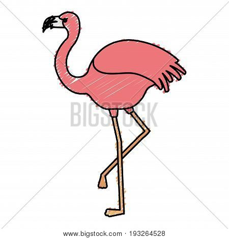 exotic flamingo tropical bird vector illustration design
