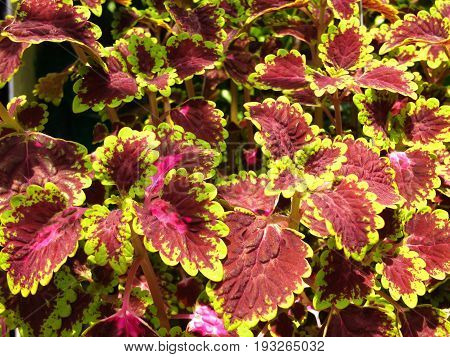 group of colorful leaves in autumn red leaves natural background