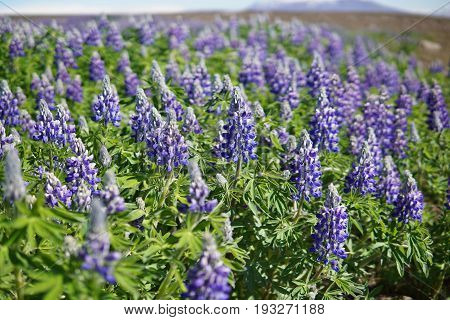 Typical Icelandic violet blooming flowers (Lupins) in the broad flower field in central Iceland
