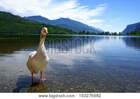 Close up goose on the bank of Toblino lake in Italian Alps 
