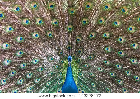 Peacock spreading his tail in Chengdu China