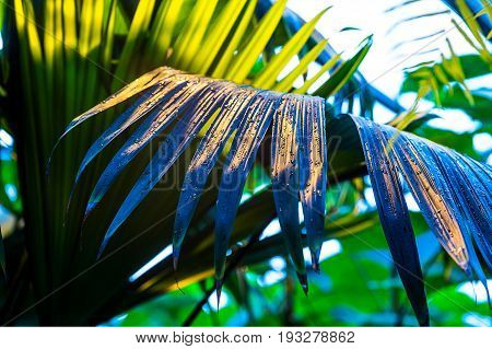 Tropical jungle Fern leaf with water drops close-up