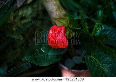 Red and pink anthurium flower also known as tail flower, flamingo flower and laceleaf in dark tone.
