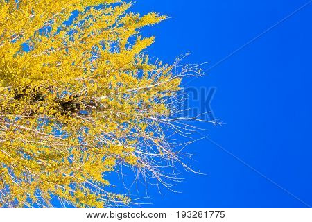 Yellow Ginko Tree With Blue Sky In Japan.