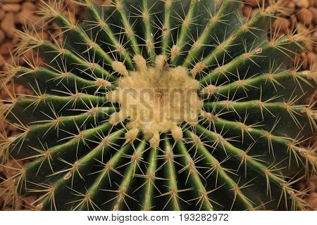 Close up of cactus with sharp thorn top view.