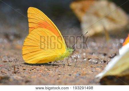 Orange Albatross Butterfly