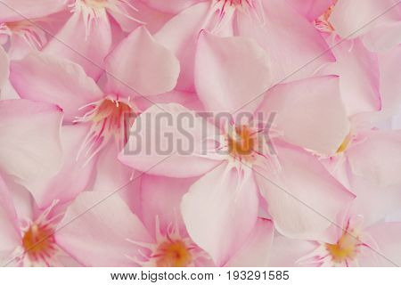 Pink oleander, sweet color flower for background, top view.