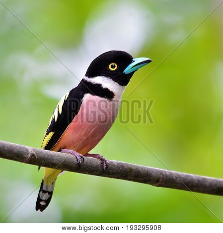 Black-and-yellow Broadbill Bird