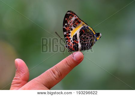 Glorious Begum Butterfly