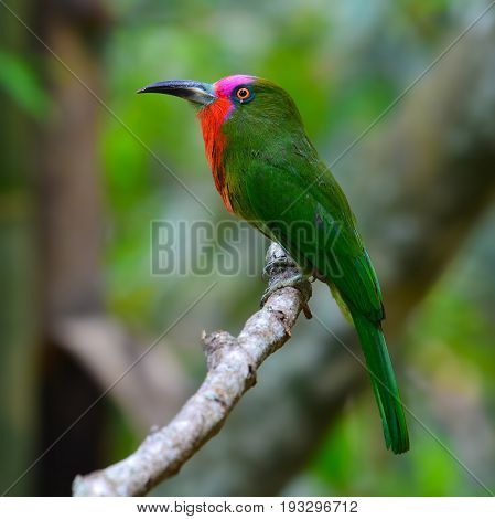 Red-bearded Bee-eater Bird