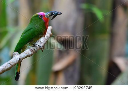 Red-bearded Bee-eater Bird