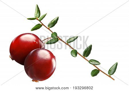 Cranberry Branch, Paths