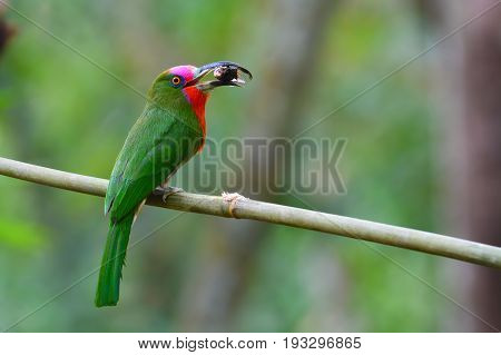 Red-bearded Bee-eater Bird