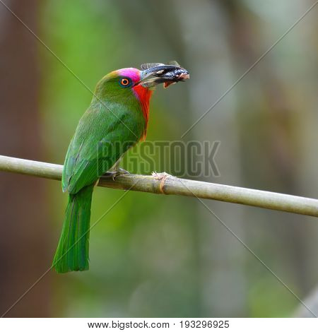 Red-bearded Bee-eater Bird