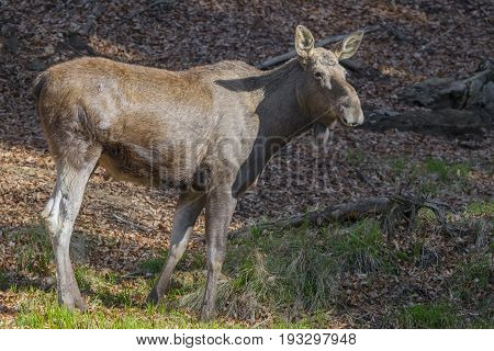 Alces alces - Moose, close up in nature
