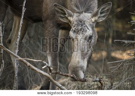 Alces alces - Moose, close up in nature