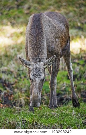 Alces alces - Moose - close up