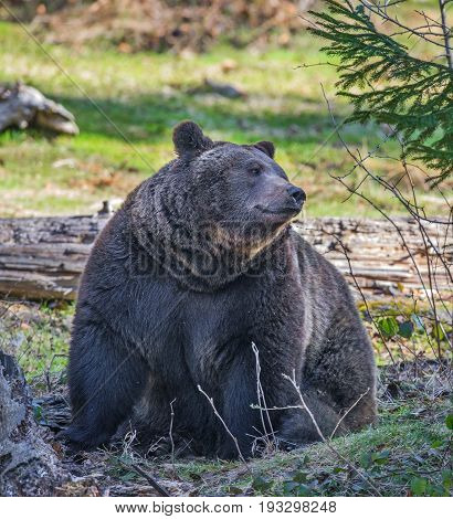 brown bear - male close up in natue