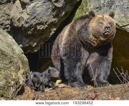 brown bear - female close up in natue