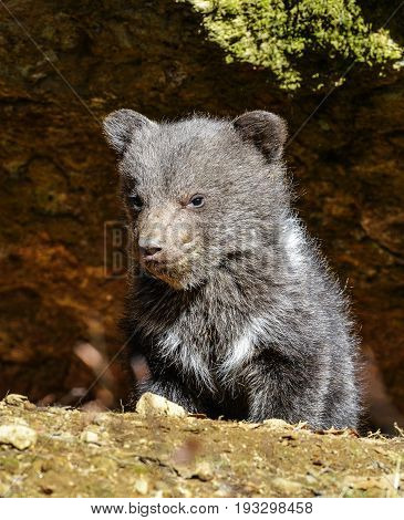 a little brown bear close up in natue