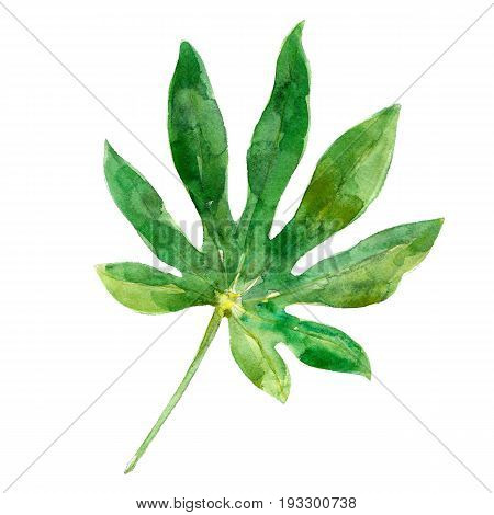 Watercolor illustration of aralia leaf isolated on white background