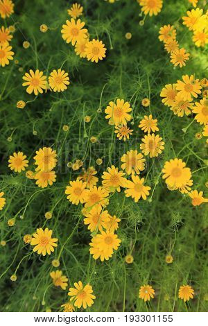 Yellow dalhberg daisies flowers field for background.