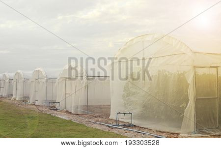 Outside of greenhouses for growing organic plant.