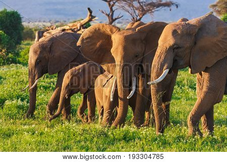 Elephats group in savanna of Amboseli. Kenya, Eastest Africa