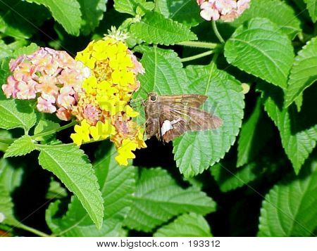 Butterfly Bush