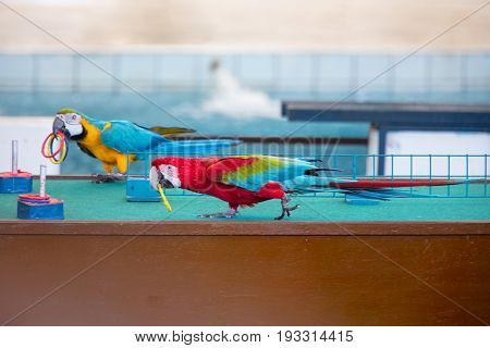 Circus Shows Of Parrots Playing Rings