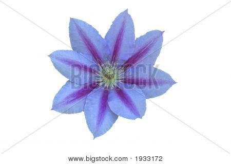 Mauveblue แจ็คแมน Clematis