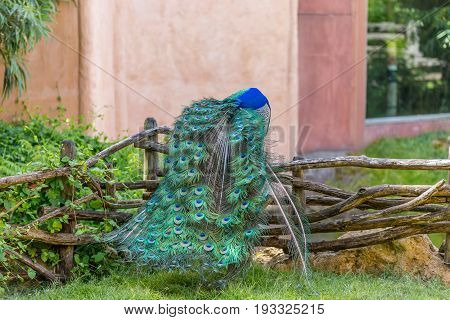 Male Peacock Scratching Its Magnificent Long Tail