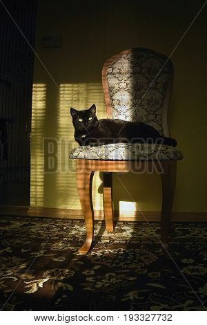 Black cat named Violka is resting on baroque chair in czech Chomutov city
