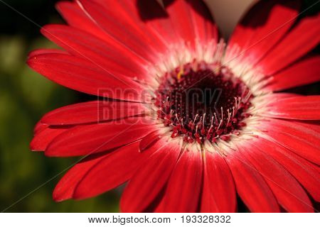 Bright Red Happy Gerbera Daisy Flower Gerbera Jamesonii