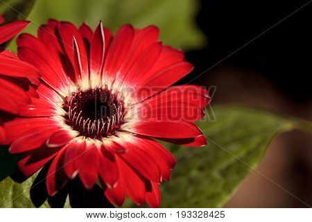 Bright Red Happy Gerbera Daisy Flower Gerbera Jamesonii