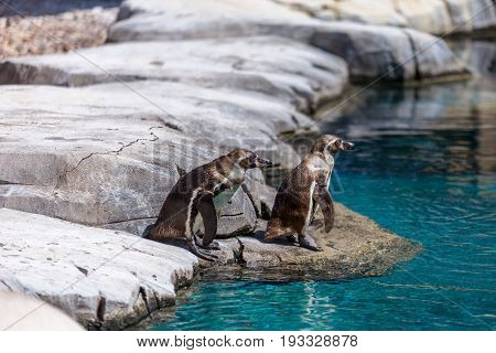 Two Galapagos Penguins On Rocks Ready To Dive On Icy Water