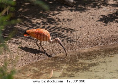 Scarlet Ibis Going To Lake Water To Drink