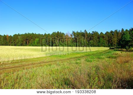 Wheat field, road, pine forest, blue sky landscape