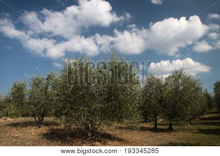 Olive Grove In Tuscany