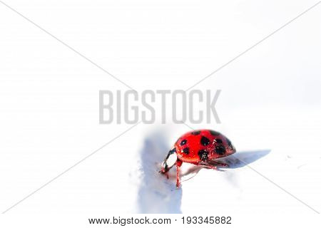 Red ladybug walking on a white background