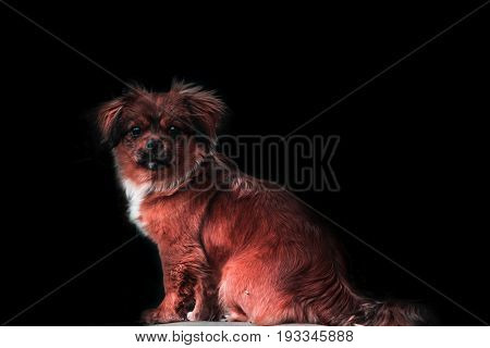 Red dog illuminated on a dark background