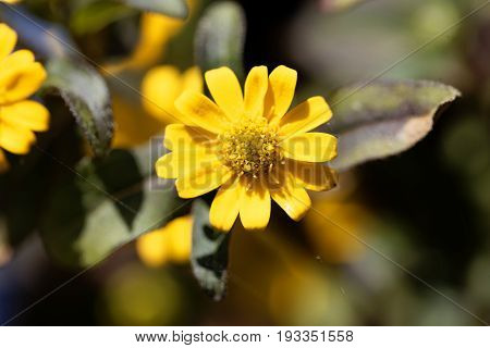Flower of a Mexican creeping zinnia (Sanvitalia procubens)