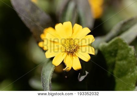Flower of a Mexican creeping zinnia (Sanvitalia procubens)