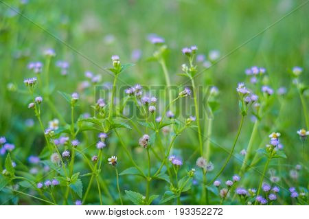 Tiny megenta grass flower Cyanthillium cinereum also known as little ironweed