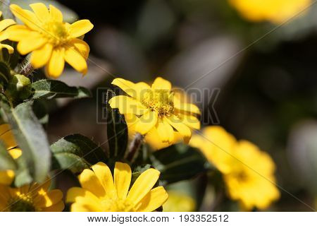 Flower of a Mexican creeping zinnia (Sanvitalia procubens)